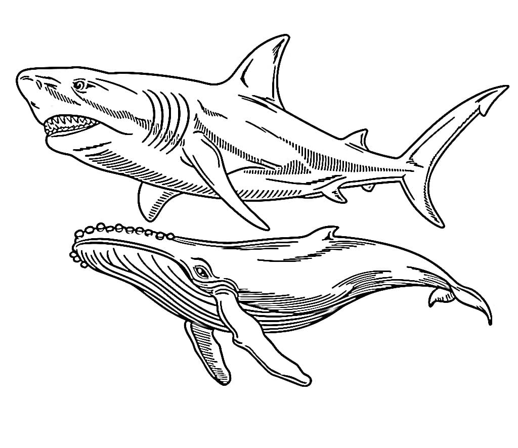 Megalodon with Whale