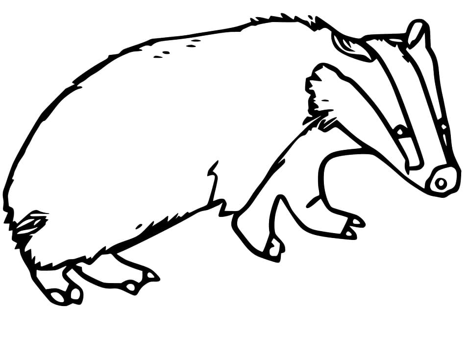 Normal Badger
