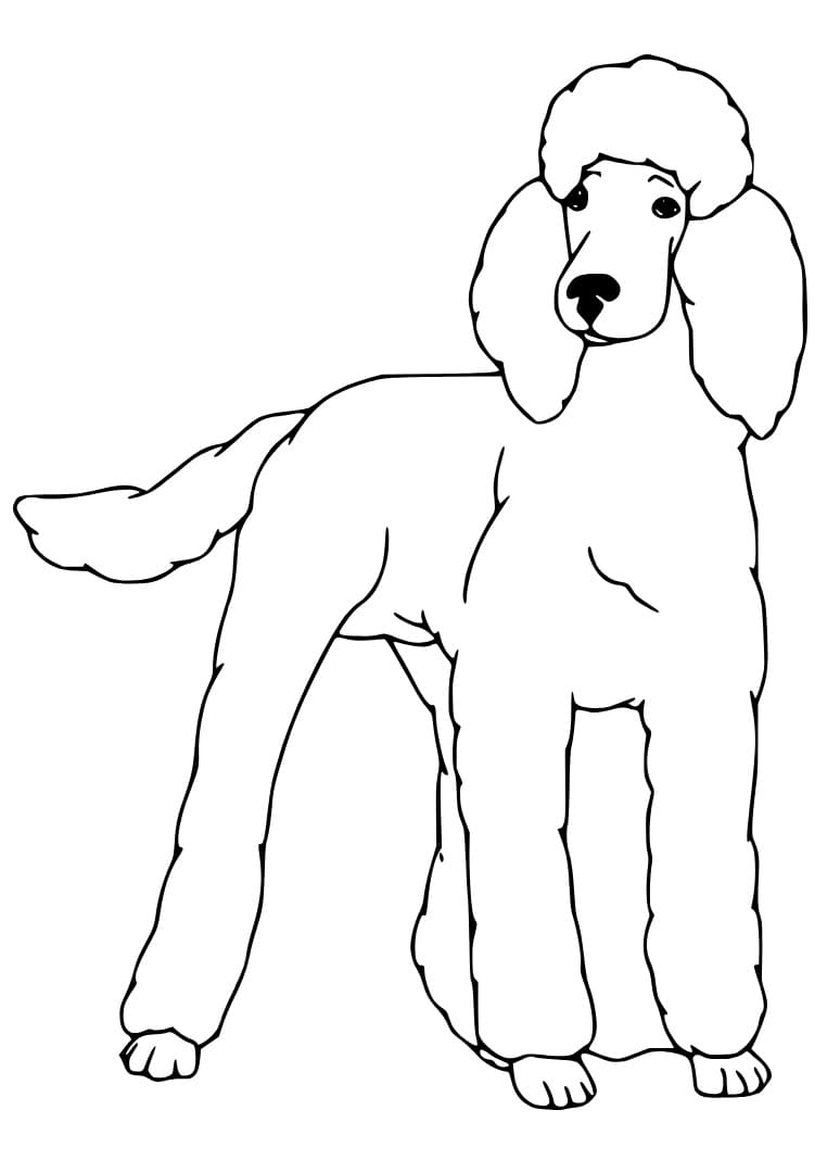 Poodle dog