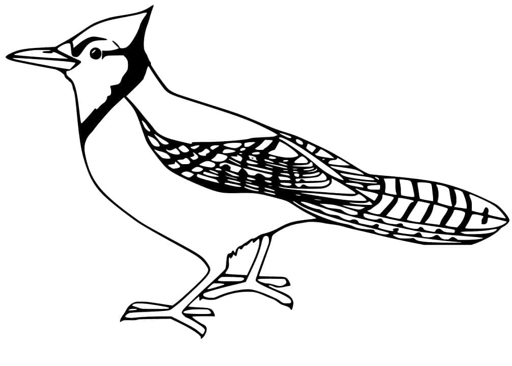 Printable Blue Jay