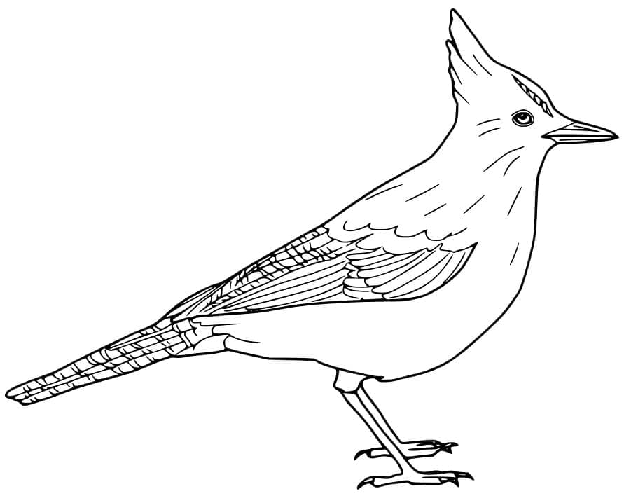 Realistic Blue Jay