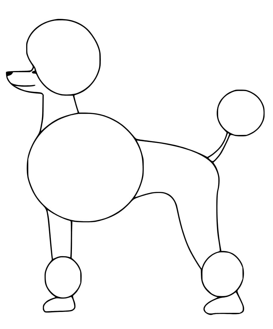 Simple Poodle Dog